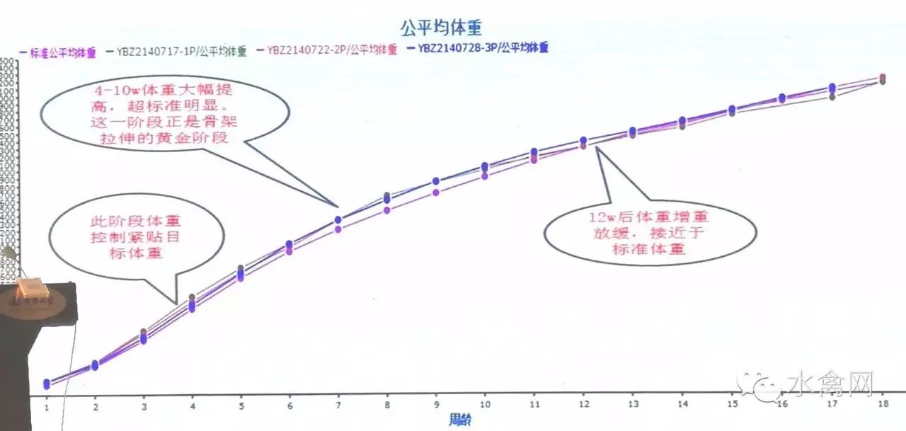 鸭子养殖技术ppt_鸭子养殖技术ppt课件免费_鸭子养殖技术鸭子养殖方法