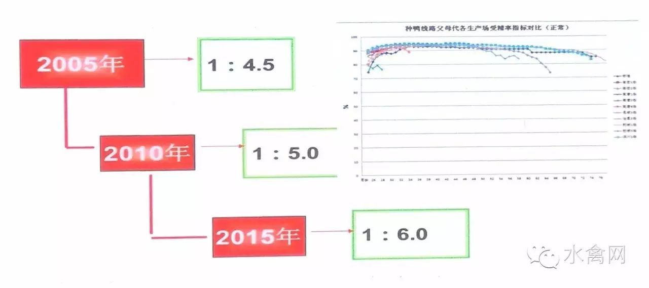 鸭子养殖技术ppt课件免费_鸭子养殖技术ppt_鸭子养殖技术鸭子养殖方法