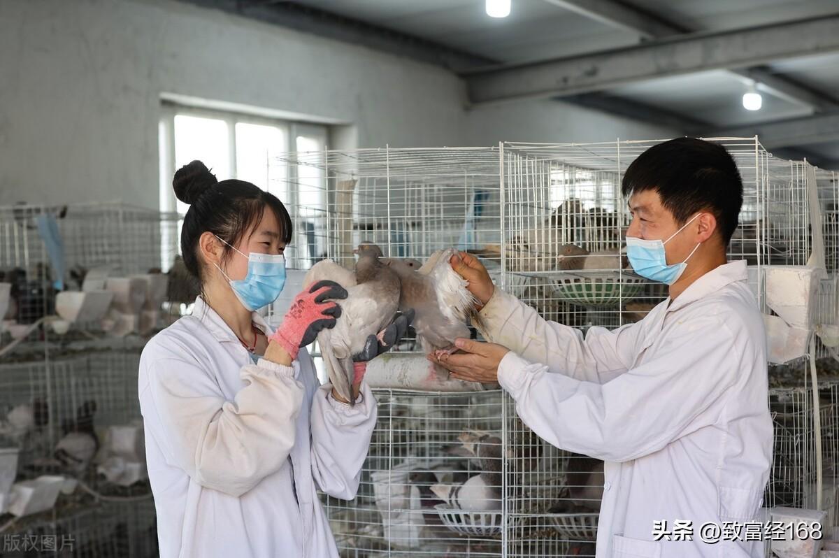 鸽粪出售_鸽粪发酵喂猪视频_致富经鸽子粪视频
