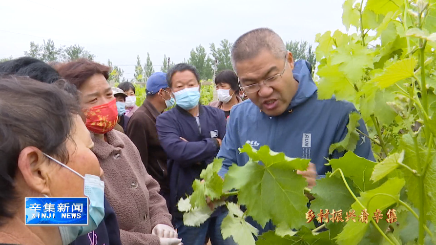 靠种植葡萄致富_种植葡萄收益怎么样_致富种植葡萄靠什么挣钱
