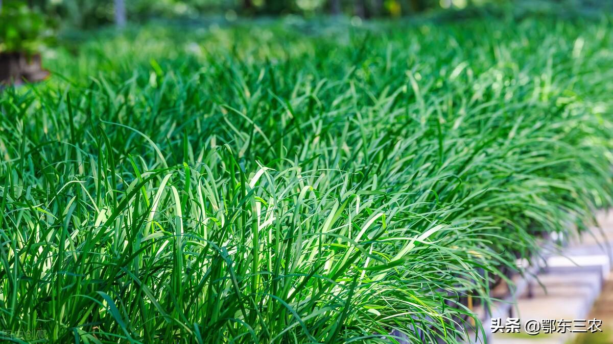致富经韭菜种植视频_韭菜种植技术致富经_致富韭菜种植技术与管理