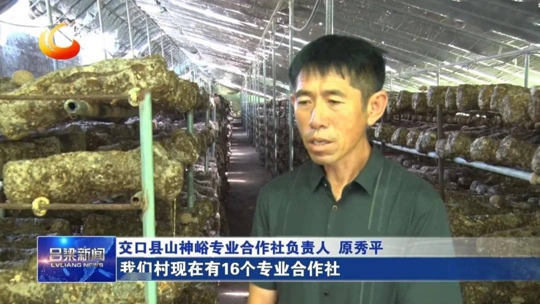 合作社种植香菇脱贫致富_香菇种植合作社加盟_香菇种植合作社公司简介