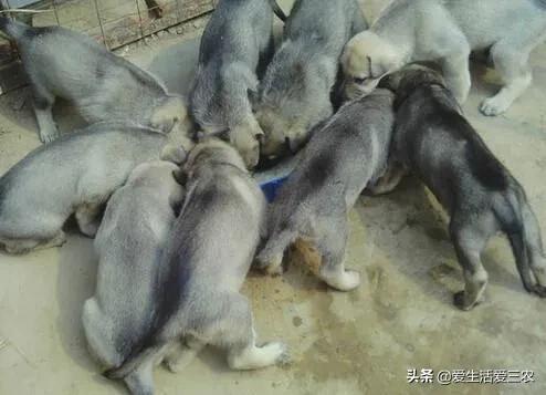 肉狗养殖技术书_养殖肉狗图片_肉狗养殖技术图说