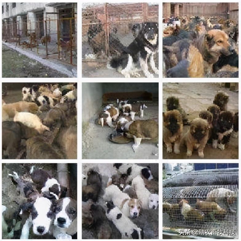 肉狗养殖技术书_养殖肉狗图片_肉狗养殖技术图说