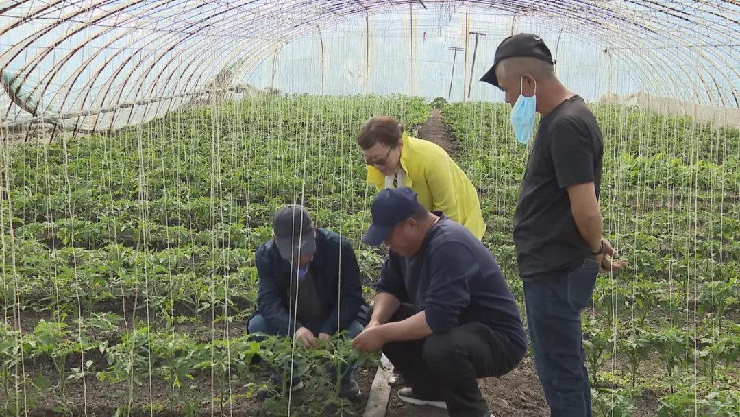 牙克石种植结构_牙克石种植致富_地黄种植致富