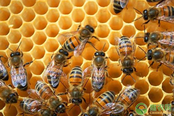 蜜蜂养殖技术视频全集工具_蜜蜂养殖技术蜜蜂育王_蜜蜂育王技术视频讲解