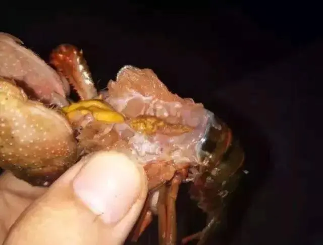 锦绣龙虾养殖技术_锦绣龙虾养殖技术规程_锦绣龙虾养殖技术要求
