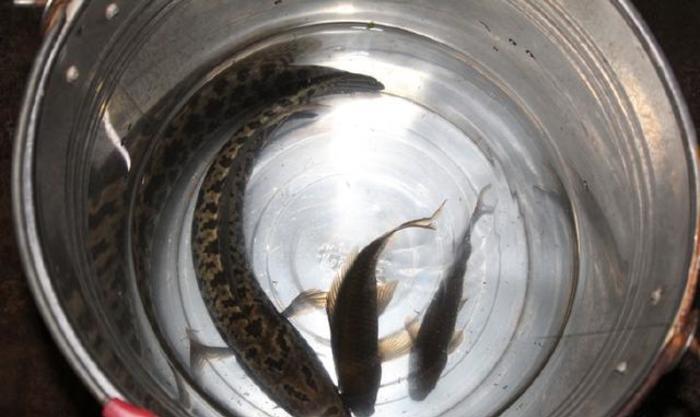 农村还能抓到一些野生的鱼虾贝，上了餐桌是供不应求的美味