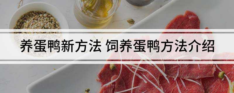 养蛋鸭新方法
