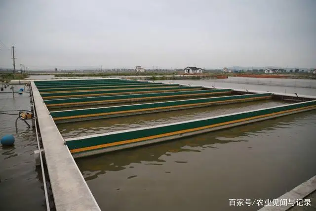 养殖雄鱼技术与管理_雄鱼养殖技术_养雄鱼什么东西长得快