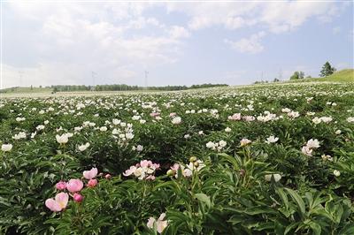 白领种植蘑菇致富_农村致富种植_牙克石种植致富