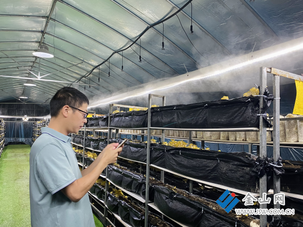 致富经玉米种植_种植玉米致富技术_致富经种玉米
