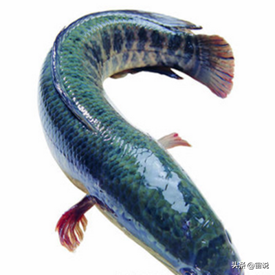 网箱养殖黑鱼视频_养殖网箱黑鱼技术要求_黑鱼网箱养殖技术
