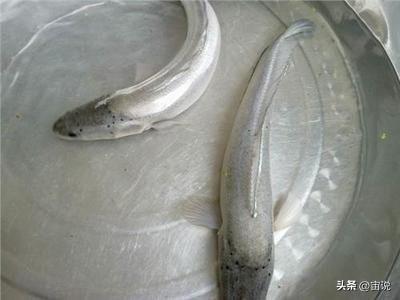 养殖网箱黑鱼技术要求_网箱养殖黑鱼视频_黑鱼网箱养殖技术
