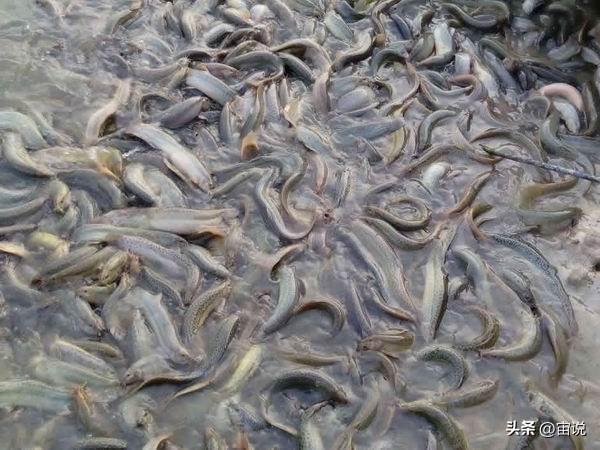 网箱养殖黑鱼视频_黑鱼网箱养殖技术_养殖网箱黑鱼技术要求