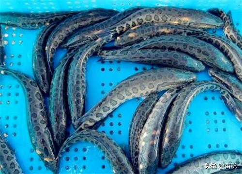 养殖网箱黑鱼技术要求_黑鱼网箱养殖技术_网箱养殖黑鱼视频