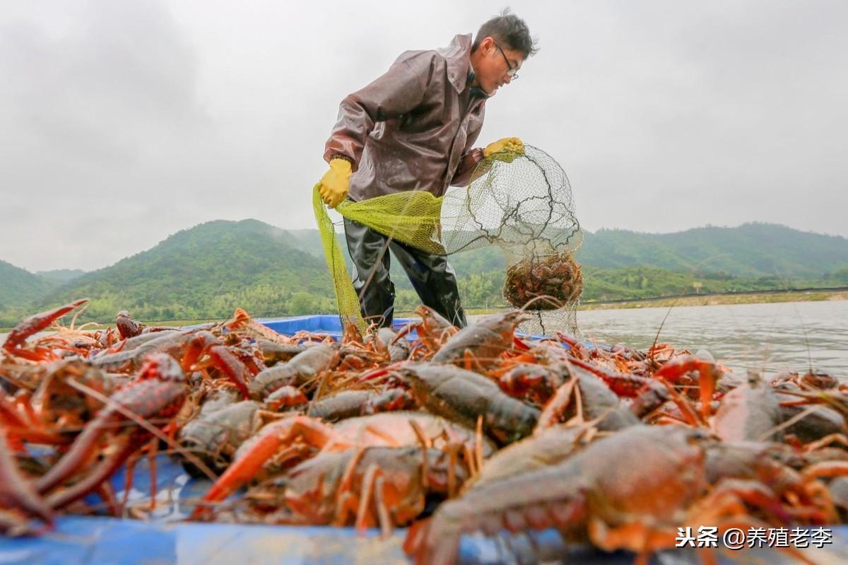 网箱养殖黑鱼视频_黑鱼网箱养殖技术_养殖网箱黑鱼技术视频