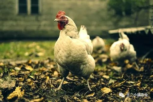 致富经养豆虫养殖视频_豆青虫养殖致富_豆青虫养殖技术视频