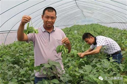 致富经养豆虫养殖视频_豆青虫养殖致富_豆青虫养殖技术视频