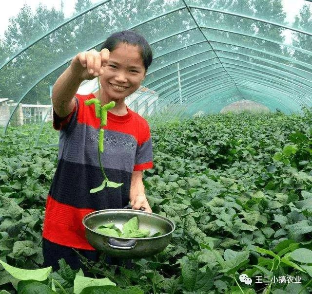 豆青虫养殖技术视频_豆青虫养殖致富_致富经养豆虫养殖视频