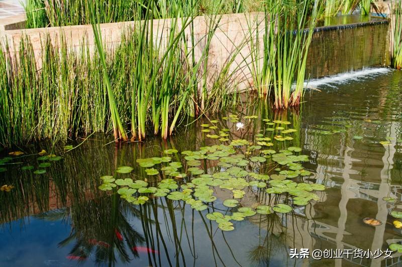 茭白田套养田螺技术_致富经茭白田套养_茭白田套养河蟹