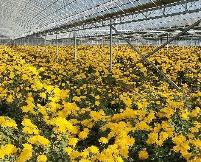 致富玉米种植技术与管理_种植玉米致富技术_致富玉米种植技术视频