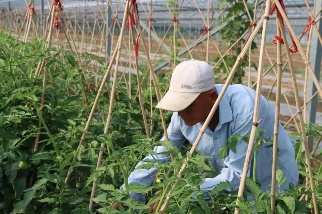 致富玉米种植技术视频_种植玉米致富技术_致富玉米种植技术与管理