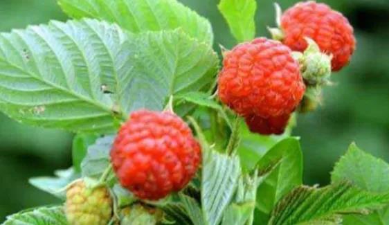 种植覆盆子经济效益前景怎么样_种植覆盆子家庭技术视频教程_覆盆子家庭种植技术