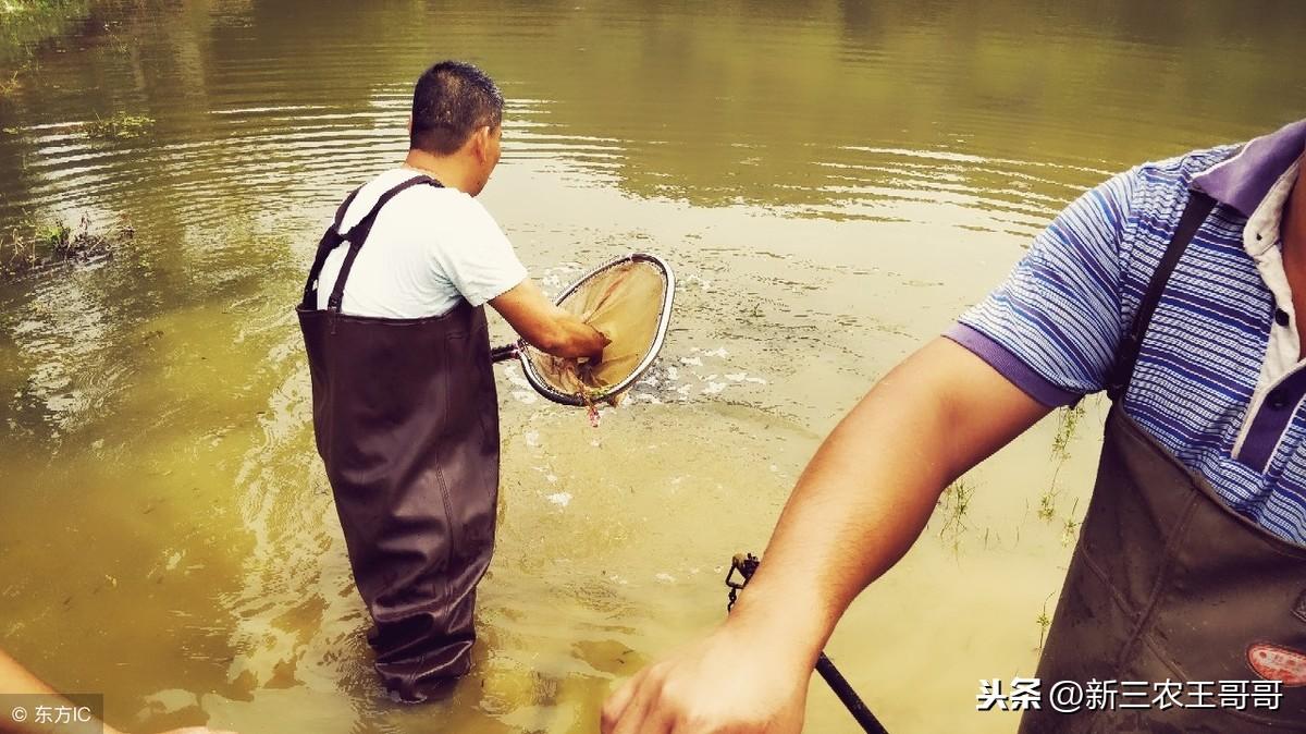 黑鱼网箱养殖技术_网箱养黑鱼苗视频_养殖网箱黑鱼技术要求