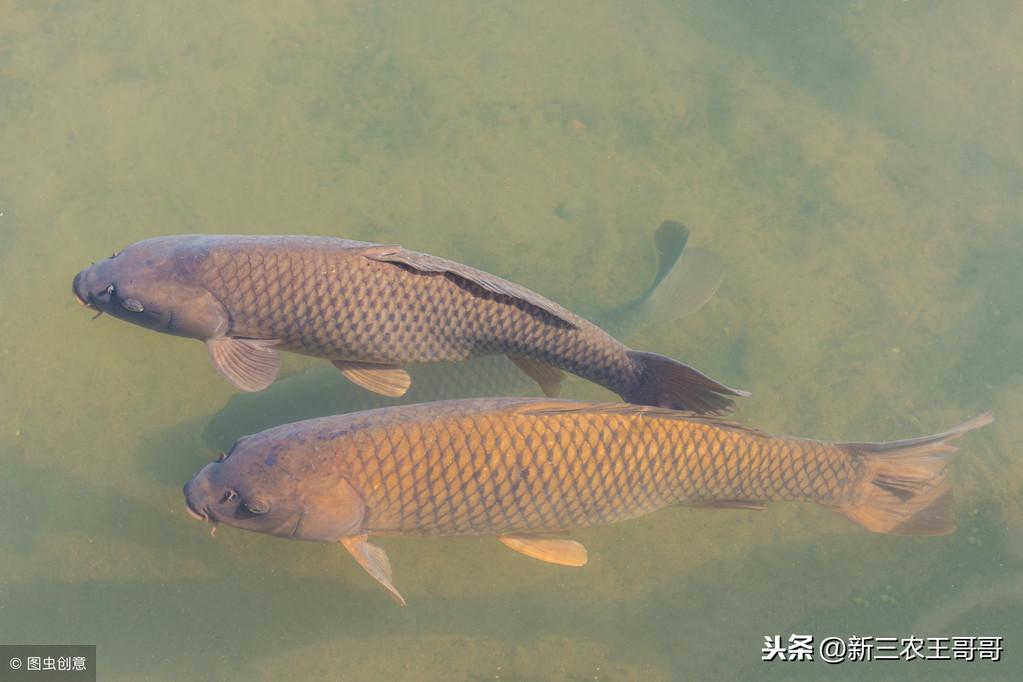 养殖网箱黑鱼技术要求_网箱养黑鱼苗视频_黑鱼网箱养殖技术