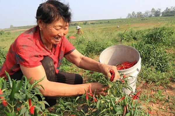 农业节目致富经种植辣椒_致富经辣椒种植视频_致富经荣红卫辣椒创业