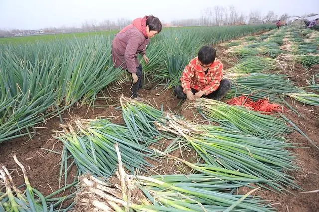 冬天大葱怎么种植技术_大葱冬季怎么栽_大葱冬季种植