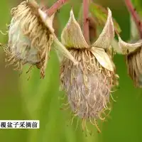 种植覆盆子家庭技术有哪些_覆盆子家庭种植技术_种植覆盆子经济效益前景怎么样