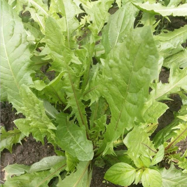 北方地区蒲公英人工栽培技术