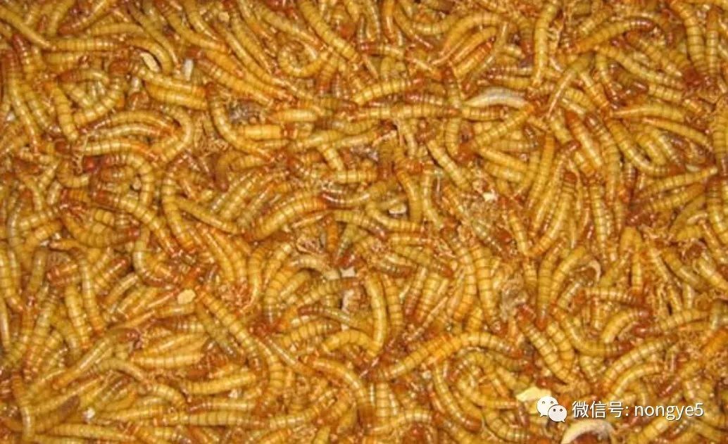 豆青虫养殖致富_豆青虫养殖技术视频_养殖豆青虫一年能赚多少钱