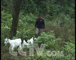 致富经山羊养殖技术视频_致富经山羊养殖视频_致富经养殖山羊的视频