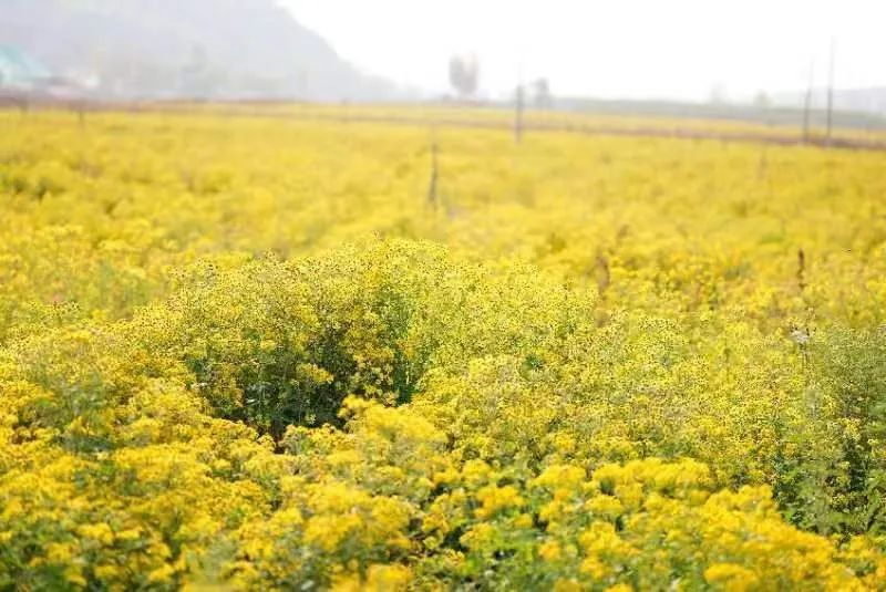 药材种植致富项目_药材致富经_种植中药材致富快车