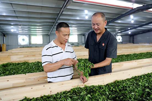 覆盆子的种植技术_覆盆子种植效益_致富经覆盆子