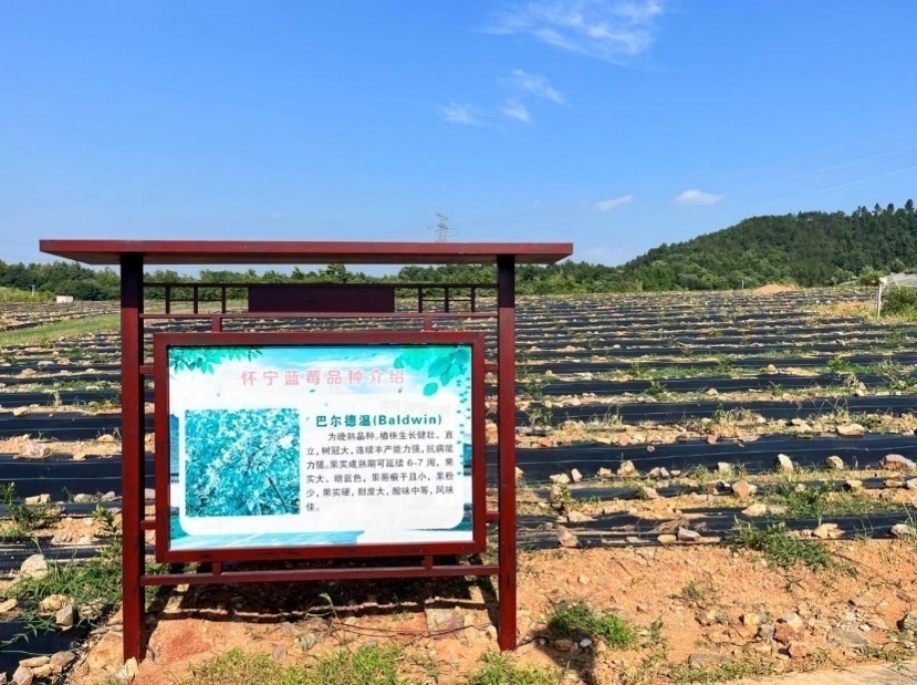 桐城农庄_桐城农村种植致富_桐城农家小院