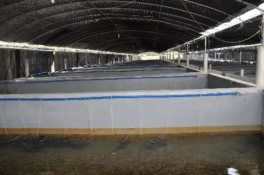 海南养殖致富方法_海南养殖什么赚钱_海南致富项目