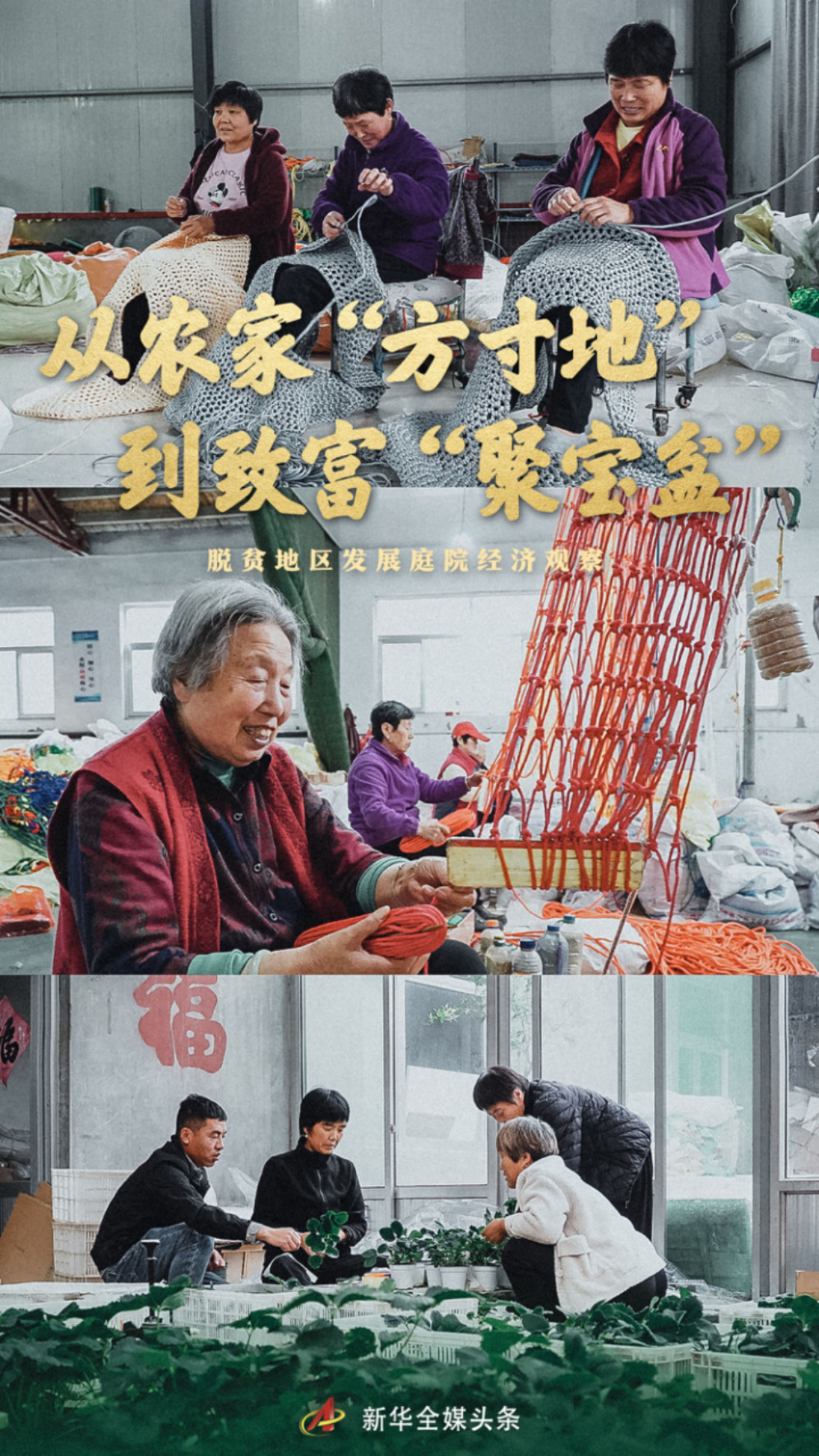 聊城农民种植致富_聊城农业种植情况_聊城市种植的农作物