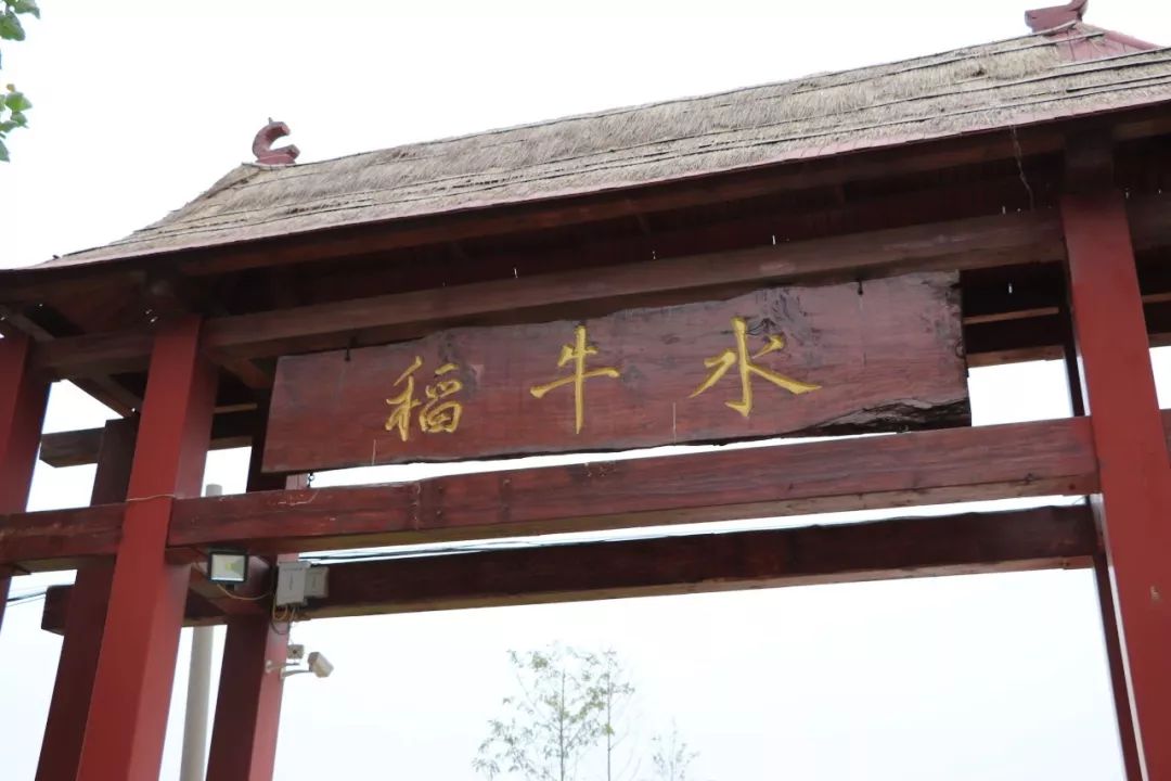 致富经牛养殖视频_致富经养牛致富故事视频_致富经水牛视频