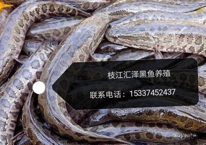 黑鱼网箱养殖技术_网箱养黑鱼苗视频_养殖网箱黑鱼技术视频