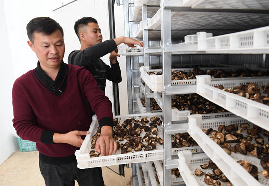 邱民兴检查烘干的蘑菇。左德强摄