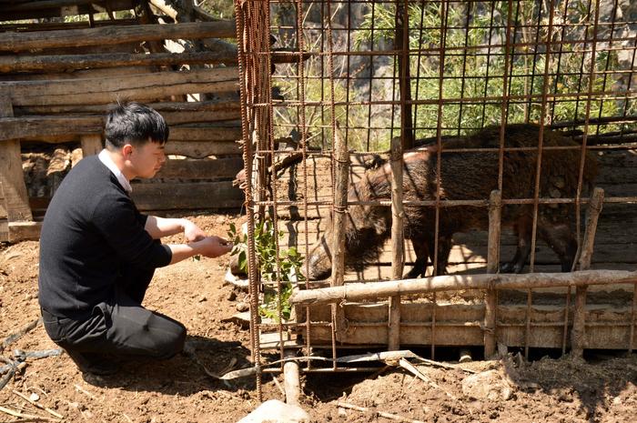 视频野猪养殖技术教学_野猪养殖技术视频方法_野猪养殖技术视频