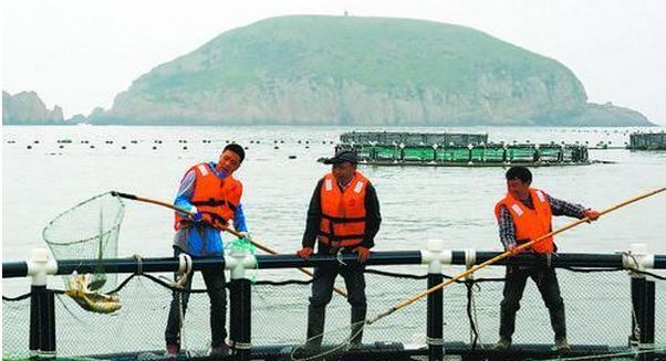 蛤蜊养殖致富_蛤蜊养殖致富_蛤蜊养殖致富