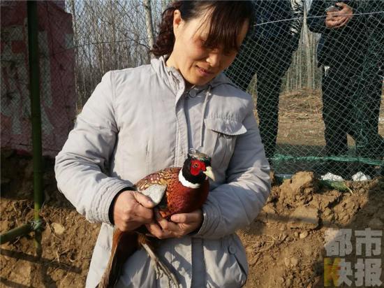 家住长安区女子养了一群野山鸡 卖的没有飞走的多