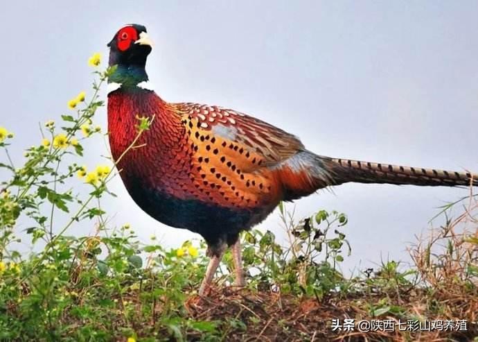 90后返乡为何要养七彩山鸡？