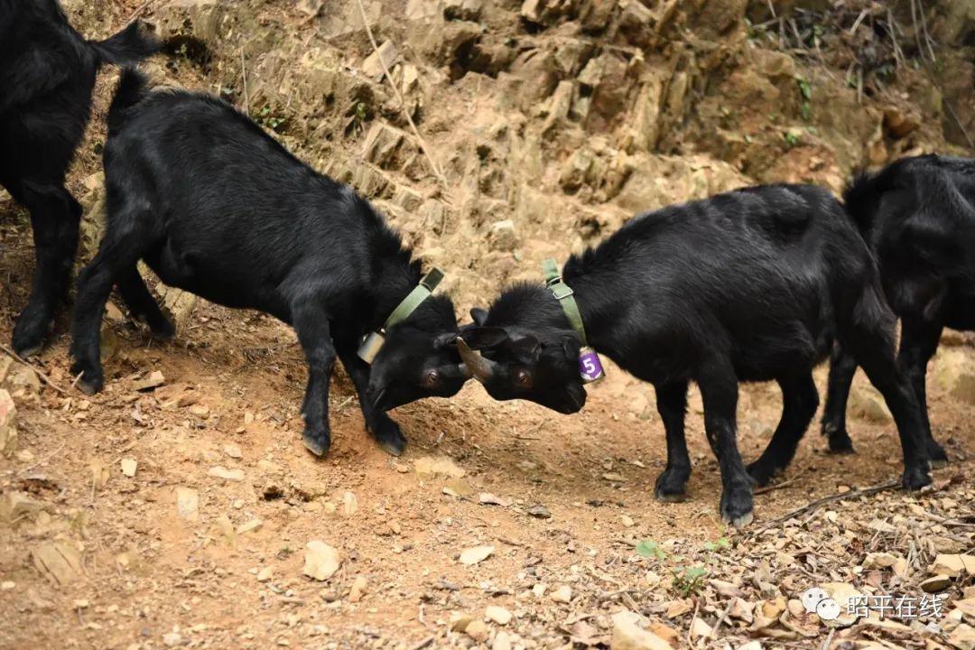 致富经上的养殖山羊节目_致富经养黑山羊视频播放_致富经湖北黑山羊