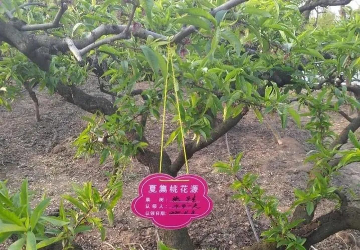 致富种植果树_致富果树种植方法_果树种植致富经